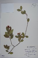 藏品(細梗絡石)的圖片