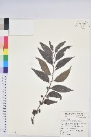 藏品(披針葉饅頭果)的圖片