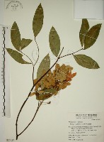 藏品(猿尾藤)的圖片