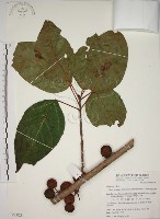 藏品(幹花榕)的圖片