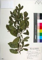 藏品(柘樹)的圖片