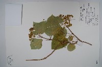 藏品(臺灣華他卡藤)的圖片