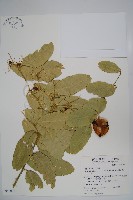 藏品(小刺山柑)的圖片