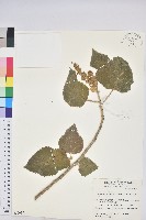 藏品(蟲屎)的圖片