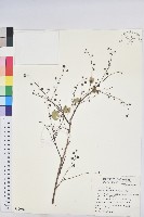 藏品(多花油柑、白仔)的圖片