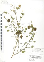 藏品(冬葵子)的圖片