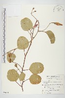 藏品(馬鞍藤)的圖片