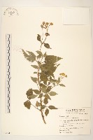 藏品(雙花蟛蜞菊)的圖片