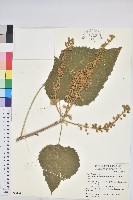 藏品(蟲屎)的圖片