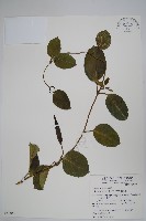 藏品(爬森藤)的圖片