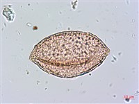 藏品(百合竹)的圖片