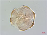 藏品(恆春厚殼樹)的圖片