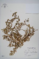 藏品(匙葉蓮子草)的圖片