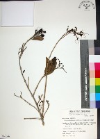 藏品(苦林盤)的圖片