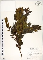 藏品(十子木、加入舅)的圖片