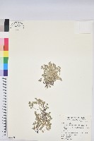 藏品(鵝鑾鼻大戟)的圖片
