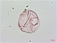 藏品(爬森藤)的圖片