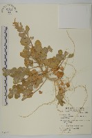 藏品(變葉藜、毛綠珠藜)的圖片