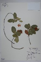 藏品(細梗絡石)的圖片