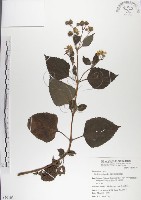 藏品(雙花蟛蜞菊)的圖片