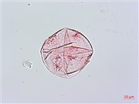 藏品(爬森藤)的圖片