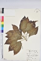 藏品(假鐵莧)的圖片