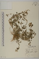 藏品(變葉藜、毛綠珠藜)的圖片