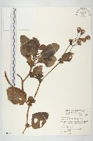 藏品(蘭嶼木耳菜)的圖片