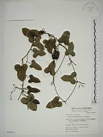 藏品(港口馬兜鈴  )的圖片