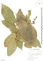 藏品(對葉榕)的圖片