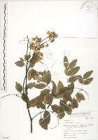 藏品(搭肉刺)的圖片