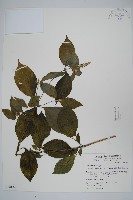 藏品(紫莖牛膝、台灣牛膝)的圖片