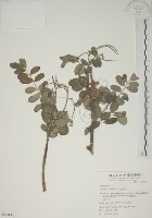 藏品(毛苦參)的圖片