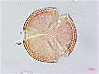 藏品(蘭嶼土沉香)的圖片