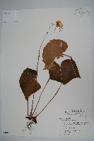 藏品(蘭嶼秋海棠)的圖片