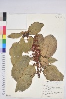 藏品(粗糠柴)的圖片