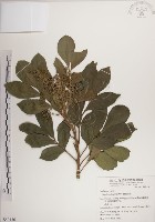 藏品(蘭嶼樹蘭)的圖片