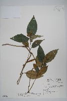 藏品(直立半插花)的圖片