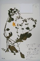 藏品(蘭嶼馬藍)的圖片