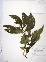 藏品(食用樓梯草)的圖片