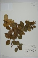 藏品(蘭嶼絡石)的圖片