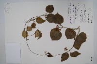 藏品(蘭嶼牛皮消、蘭嶼白薇)的圖片