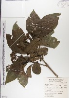 藏品(青脆枝)的圖片