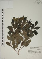藏品(賽赤楠)的圖片