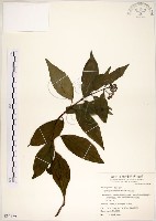 藏品(華八仙)的圖片