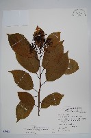 藏品(厚殼樹)的圖片