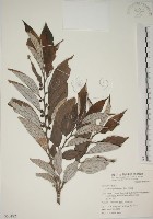 藏品(四脈麻)的圖片