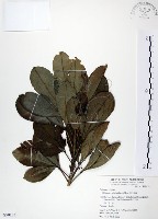 藏品(假三腳虌)的圖片