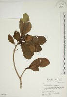 藏品(蘭嶼海桐)的圖片