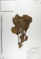 藏品(呂宋毛蕊木)的圖片